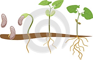 Sequence of growth stages of bean germination: from seed to young sprout with green leaves and root system